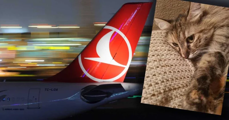 THY nin kaybettiği kediden 100 gündür haber yok: Havacılık tarihine geçtiler
