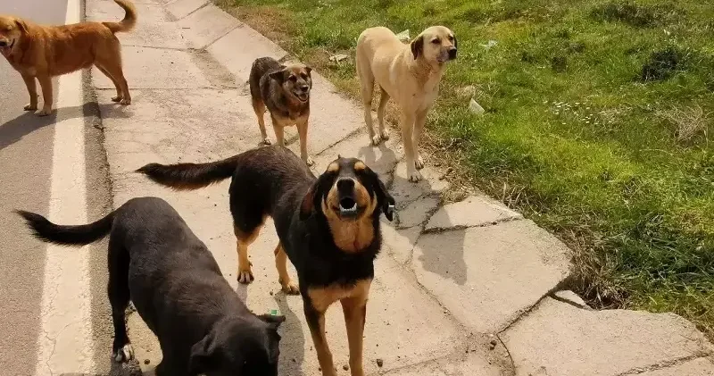 Köpek saldırılarında cezalar yetersiz Yerel Gündem Haberleri