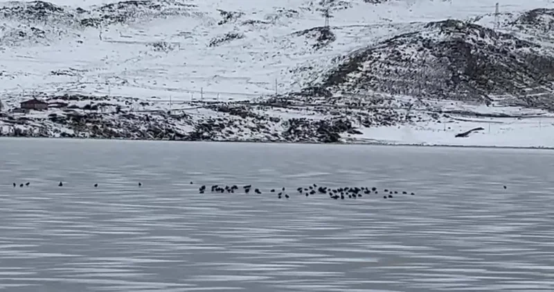 Çıldır Gölü bu sene donmadı