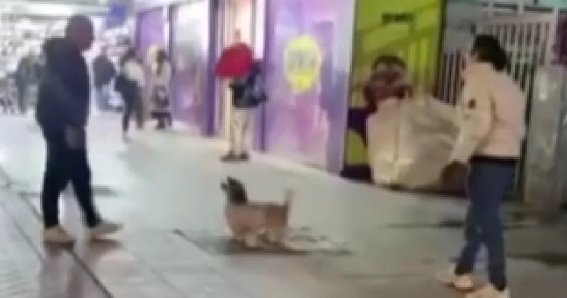 Ankara haberleri: İnsanlarla balon oynayan köpek kamerada