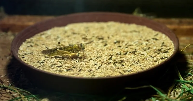 Türkiye de üretilen böcek ununu Avrupa ısrarla talep ediyor Sözcü Gazetesi