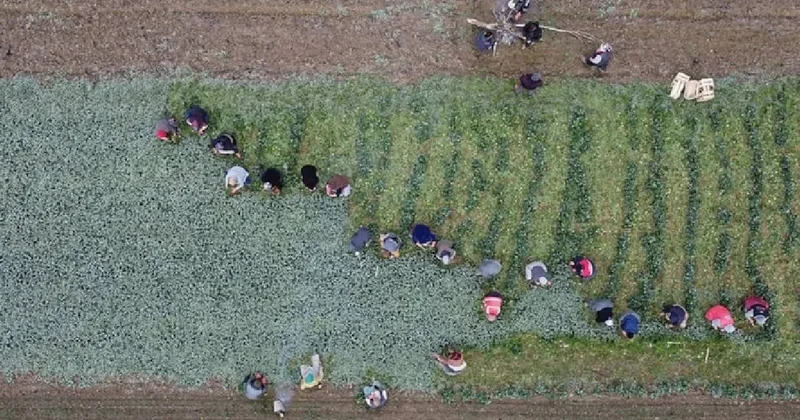 Türkiye de değeri bilinmiyor: Eken servet kazanıyor, altından daha değerli Sözcü Gazetesi