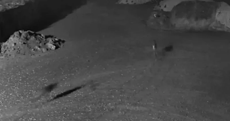 Kars ta kurtlar köpeği avladı