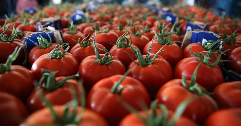 Türkiye den 401 milyon dolarlık domates ihraç edildi