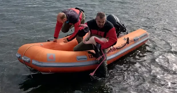 İzmir haberleri İzmir de sorumsuzluk can yaktı: Yaralı flamingo kurtarıldı 11 Ocak 2026