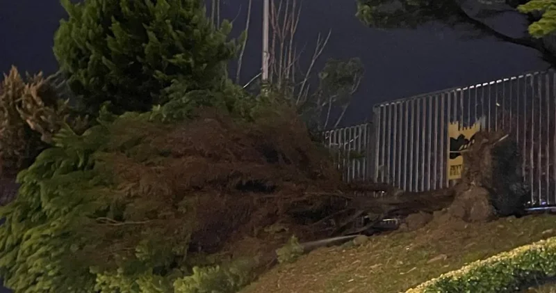 Zeytinburnu nda 3 ağaç fırtınadan devrildi: Bir kişi ağacın altında kaldı!