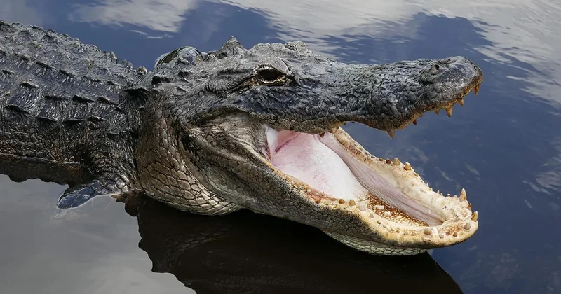 3 bin yıllık timsahın midesinden çıktı: Bilim insanlarını bile şaşırttı Sözcü Gazetesi