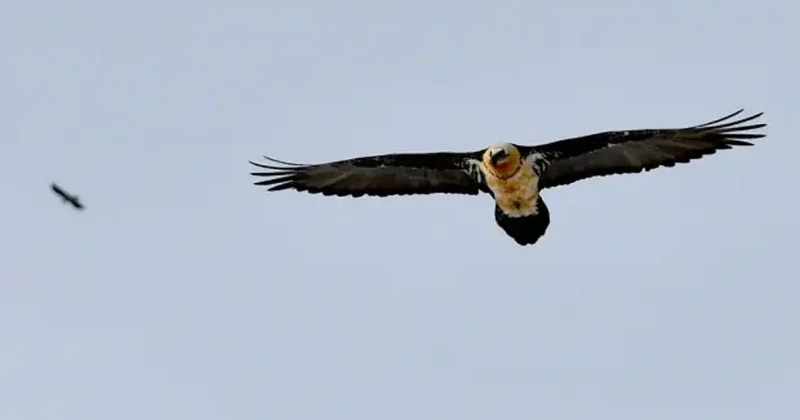 Kars ta sürpriz: Doğanın çöpçüsü olarak biliniyor, çok zor görüntüleniyor