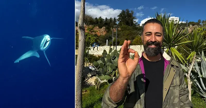 Camgöz köpek balığını dalgıçlar kurtardı