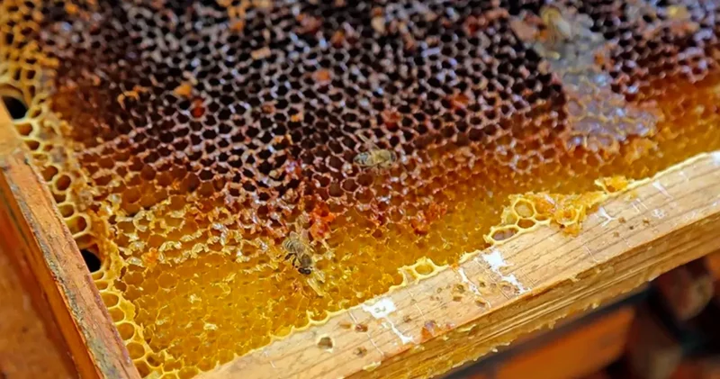 Fiyatıyla Guinness Rekorlar Kitabı na girdi: Dünyanın en pahalı balı Ilgaz da satıldı!