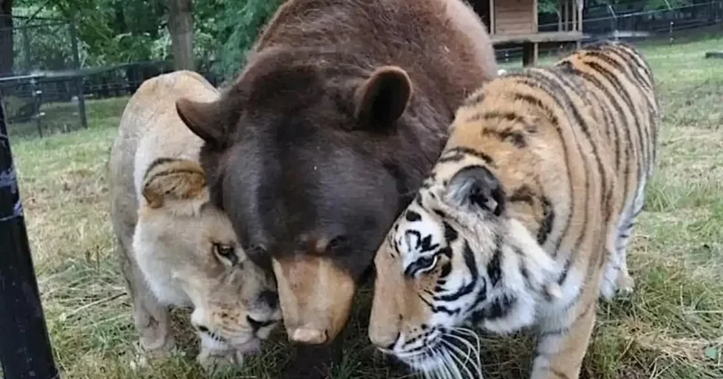 Bir aslan, bir ayı ve bir kaplanın şaşırtan dostluğunun hikayesi Sözcü Gazetesi