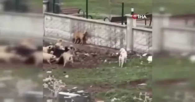 Diyarbakır da sokak köpekleri başka bir köpeği parçalamaya çalıştı!