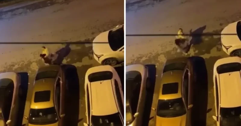 Genç kadını sokak ortasında defalarca yumrukladı