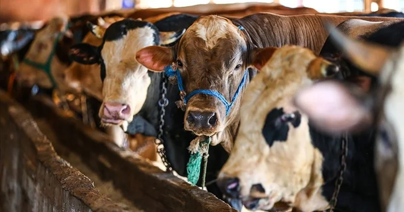 Bakan Bolat tan et ve temel gıdada arz güvenliği mesajı: Gerekli tedbirleri zamanında aldık