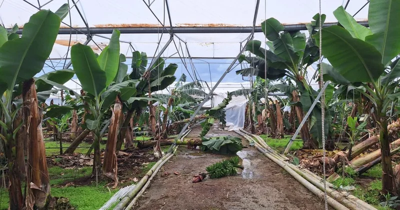 TARSİM, Antalyalı üreticilere 586 milyon lira hasar ödemesi yapacak