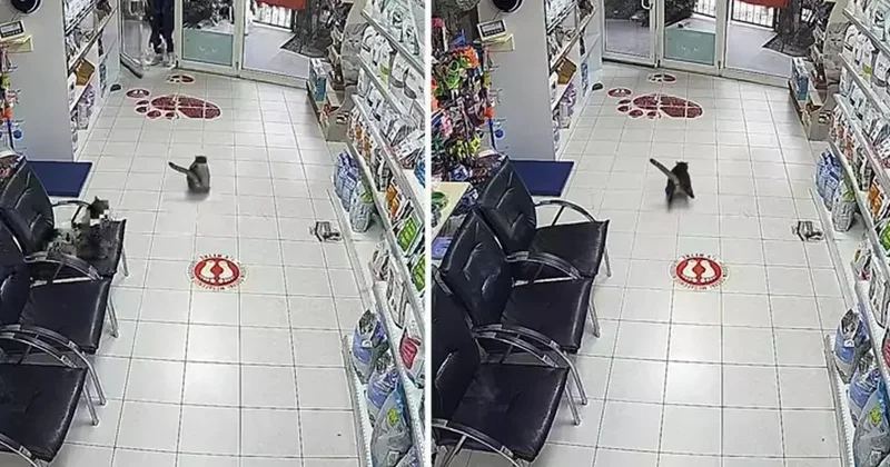 Veterinerdeki kedi dehşete kapıldı! Art arda üç kere torpil attılar Sözcü Gazetesi