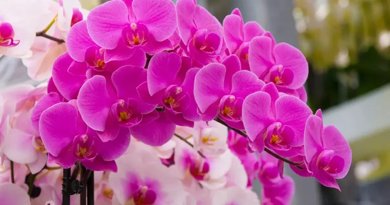 Ağaç gibi çiçek açan orkidelerin mutfak sırrı