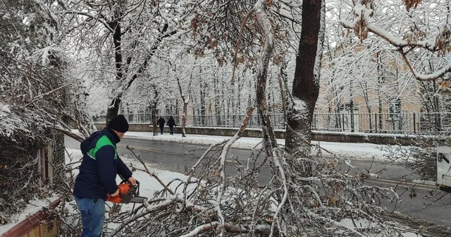Kayseri Büyükşehir den kış çalışmalarında ağaç güvenliği seferberliği Kayseri Haberleri