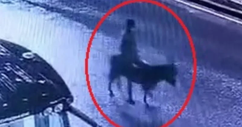 Forkliftle kuyumcu soyup eşekle kaçmıştı, ifadesi ortaya çıktı: Eşeği ahıra bağlayıp altınları samanlığa sakladım