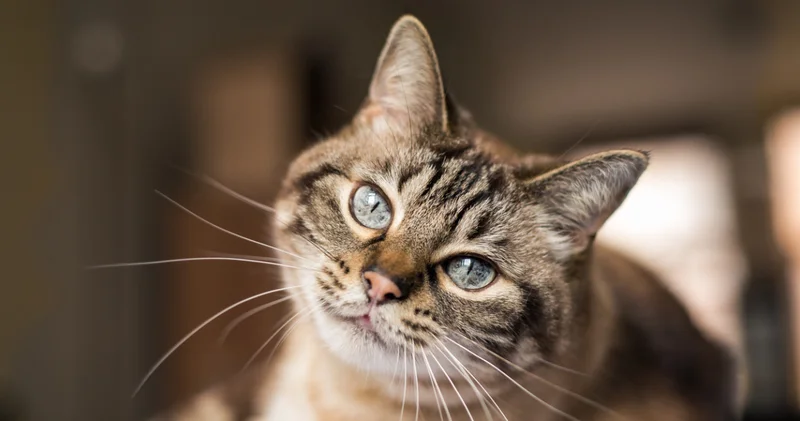 Kedilerin gizli radar sistemi: Kedilerin bıyıkları hakkında birbirinden ilginç 8 bilgi!