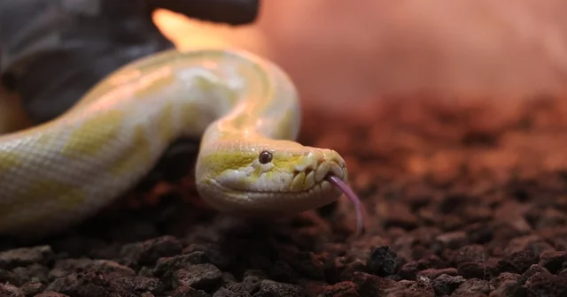 Denizli de el konulan nesli tehlike altındaki piton Konya da koruma altına alındı Konya Haberleri