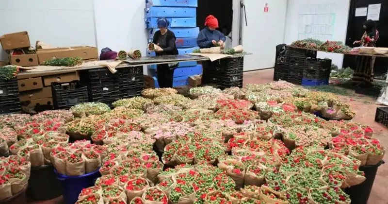 Türk çiçeğinde ihracat rekoru: Bu rakama ilk kez ulaşıldı