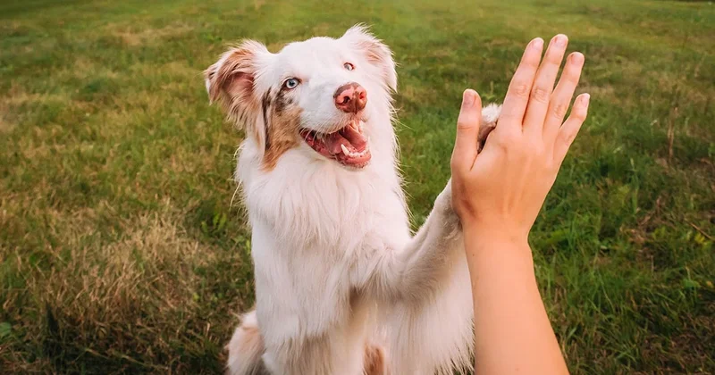 Köpeğinizin sizi sevdiğinin en net belirtisi buymuş Sözcü Gazetesi
