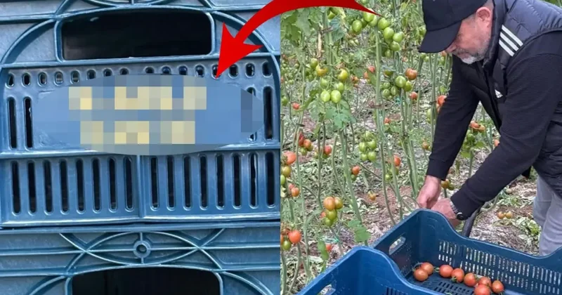 Domatesleri topladığı kasaya bile onun adını yazdırdı