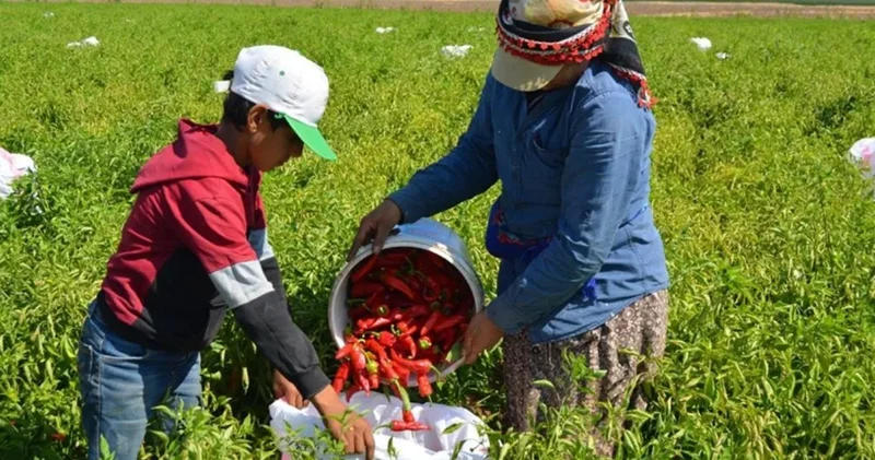 25 bin dekara ekip 5 milyon dolar kazandı: Almanlar bayıldı