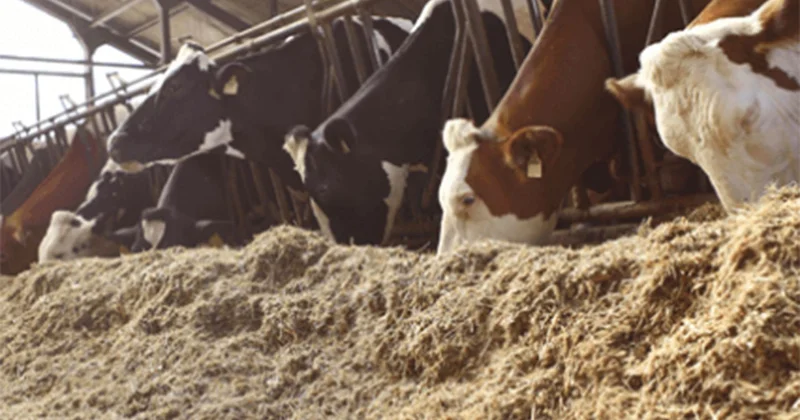 Yem fiyatlarındaki artış Bakan Yumaklı ya soruldu