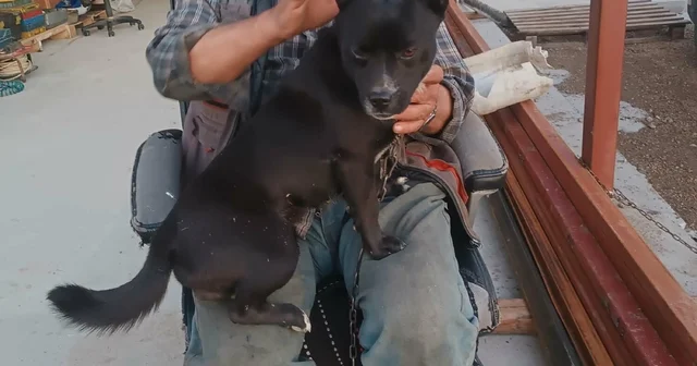 Su dolan alt geçitte ölen kamyonet sürücüsünün kardeşi: Umarım son olur İzmir Haberleri