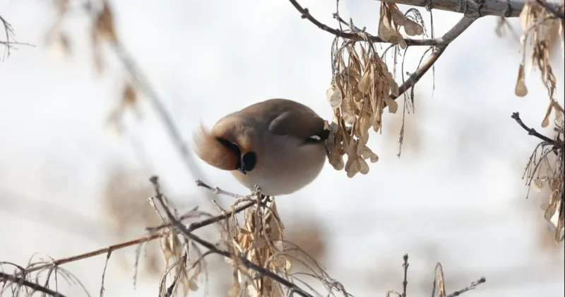 Toplanıp sokaklarda onları arıyorlar: Şehrin gizli sakinleri için seferberlik başladı Sözcü Gazetesi