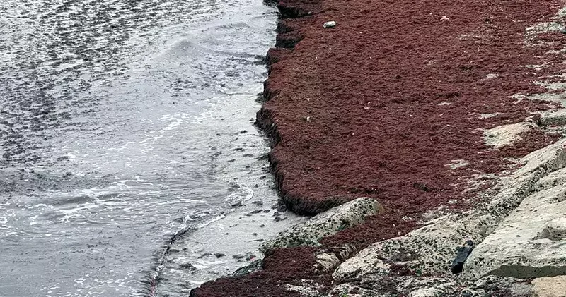 Tekirdağ da deniz kıyıları kırmızı renge büründü