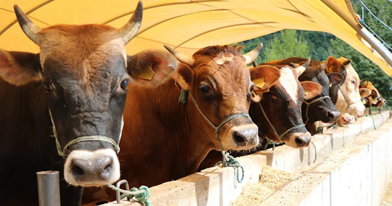 2026 Kurban Bayramı ne zaman başlıyor, hangi günlere denk geliyor? Kurban bayramı tatili kaç gün sürecek?