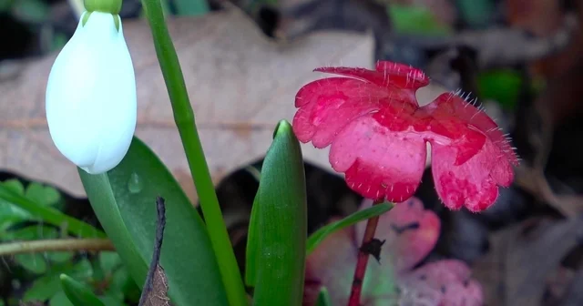 Amasya nın dağlarında çiçekler açmaya başladı: Anadolu daki bitkiler milli servet Amasya Haberleri