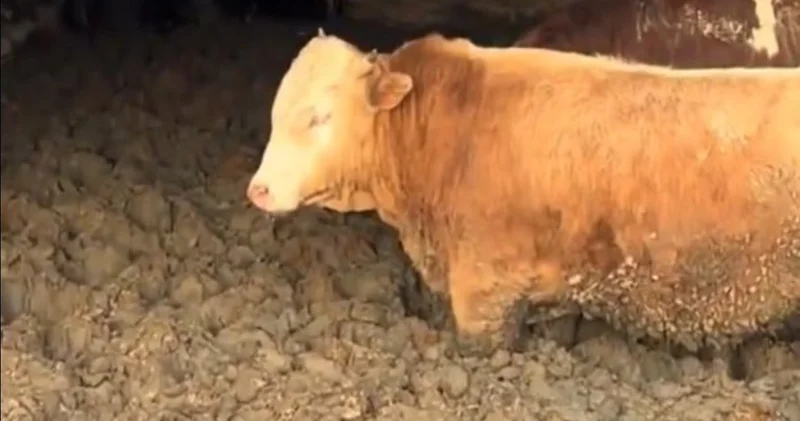 Çorum daki tepki çeken görüntülere para cezası! Son dakika haberleri