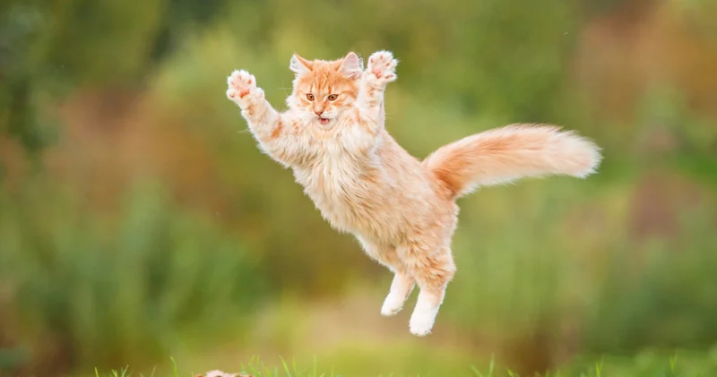 Kediler nasıl hep dört ayak üstüne düşüyor? Japonya da araştırmacılar sırrı çözdü