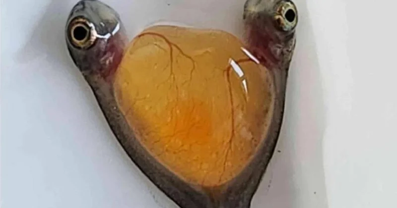 Dünyada bir ilk, denizin derinliklerinde bulundu: İki kafa tek vücutlu yaratık Sözcü Gazetesi