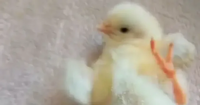 Diyarbakır da kümesten çıkan mucize: Görenler gözlerine inanamadı VİDEO İZLE