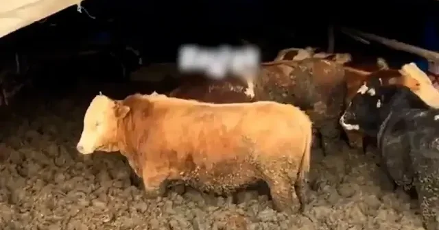 Çorum daki vicdansız işletmeye bakanlıktan ceza VİDEO İZLE