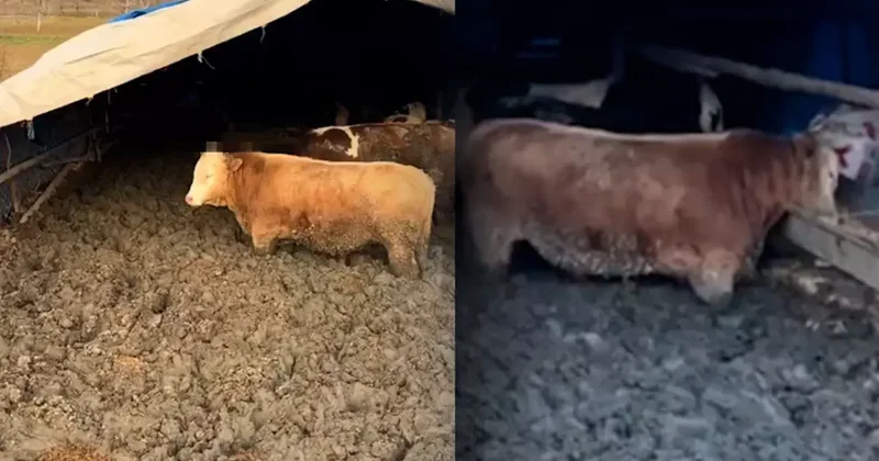 Hayvanlara işkence cezasız kalmadı! İnceleme başlatıldı