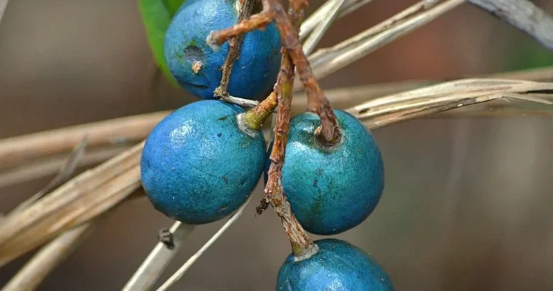 Görenlerin aklını başından alan meyve: Mavi incir