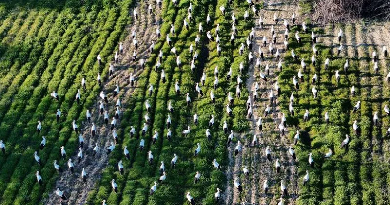 Sürü halinde uçuyorlar: Her yıl aynı yerde konaklıyorlar