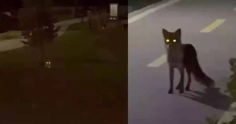 Millet Bahçesi nde ortaya çıktı: Çekmek için telefona sarıldılar