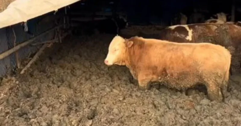 Çorum da hayvan refahına aykırı davranan işletmeye idari para cezası kesildi