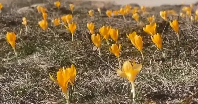 Bolu’da baharın müjdecisi çiğdemler çiçek açtı VİDEO İZLE