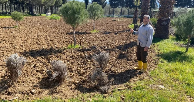 Edremit Meslek Yüksekokulu nda lavanta bahçesi için dikim çalışmaları başladı Balıkesir Haberleri