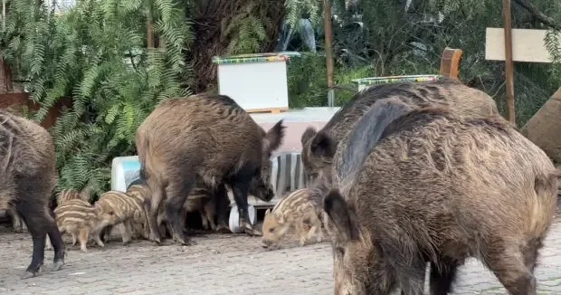 İzmir haberleri İzmir de domuz alarmı: Gündüz vakti sokaklarda yiyecek aradılar 11 Mart 2026