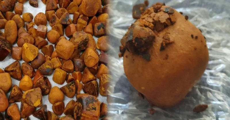 İnekten çıkan hazine, bulan köşeyi dönüyor: Tanesi bir ev parası ediyor Sözcü Gazetesi