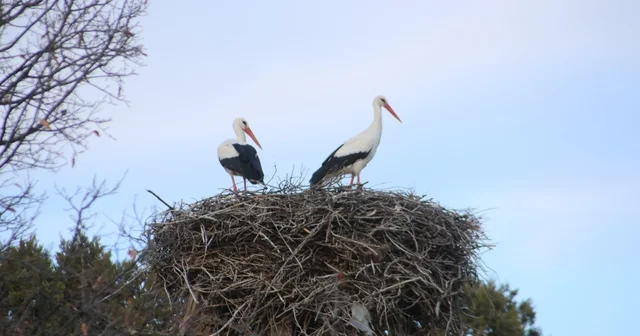 Beyşehir e bahar leyleklerle geldi Konya Haberleri
